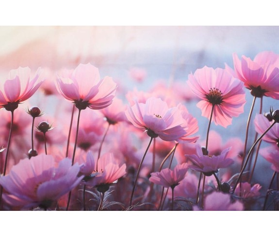 Casabiancheria.it | Federa per guanciale a stampa digitale Campi Elisi federe per cuscini letto