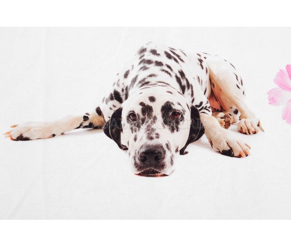 Casabiancheria.it | Parure copripiumino matrimoniale Caleffi Relax copripiumini con cani