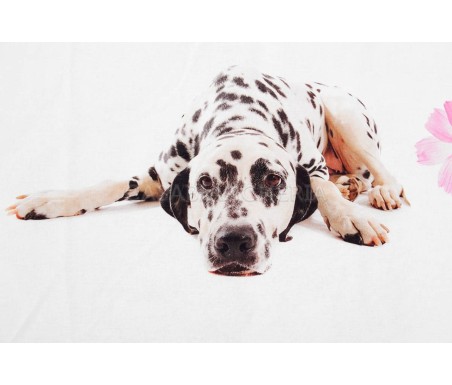 Casabiancheria.it | Parure copripiumino matrimoniale Caleffi Relax copripiumini con cani