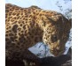 Copripiumino Leopardo a stampa digitlale - Sconti su Casabiancheria